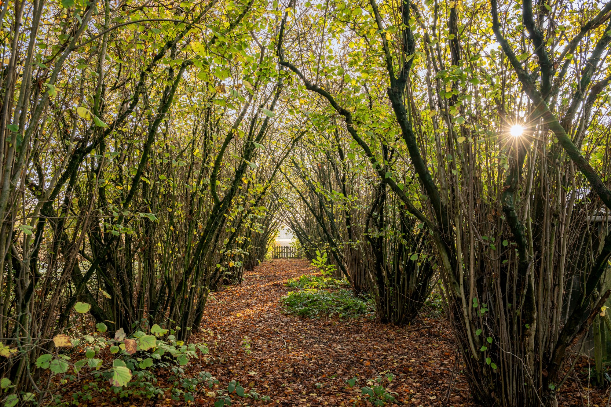 Zwevezele - Landhuis